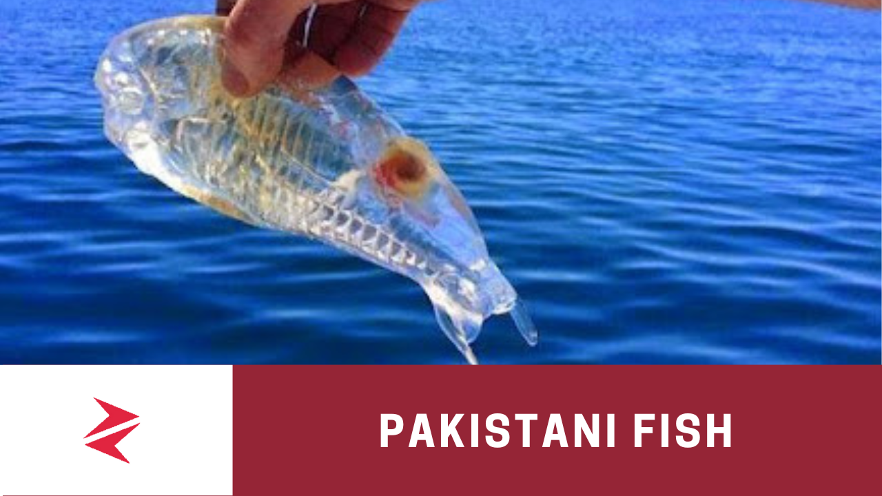 Forty-Two Popular Fish Types In Pakistan